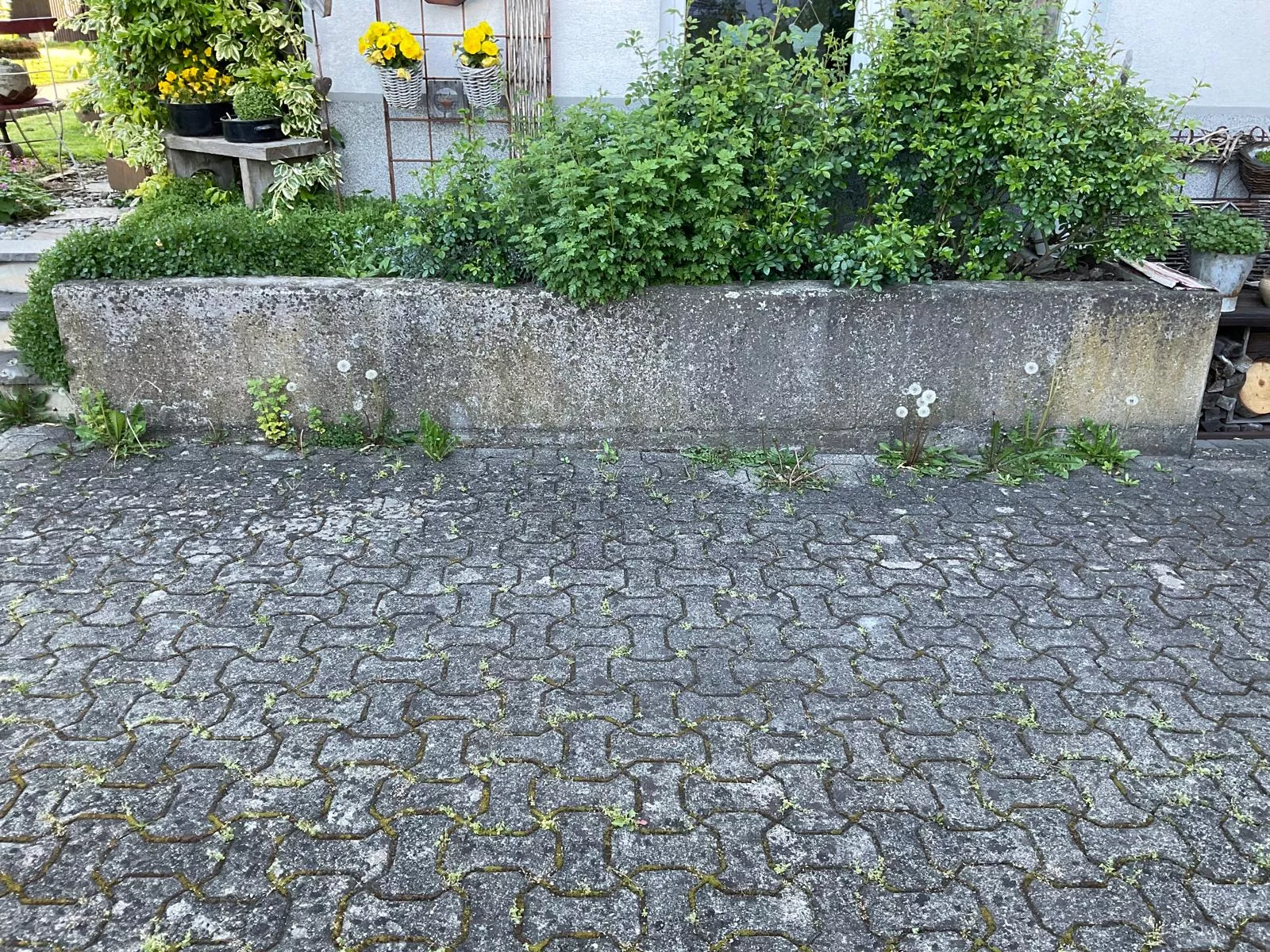 Vorplatzreinigung, Probefläche, mario Ender Flächenreinigung, Steinexperte, Steinreinigung, altach, Vorarlberg Vorplatzreinigung, Probefläche, mario Ender Flächenreinigung, Steinexperte, Steinreinigung, altach, Vorarlberg